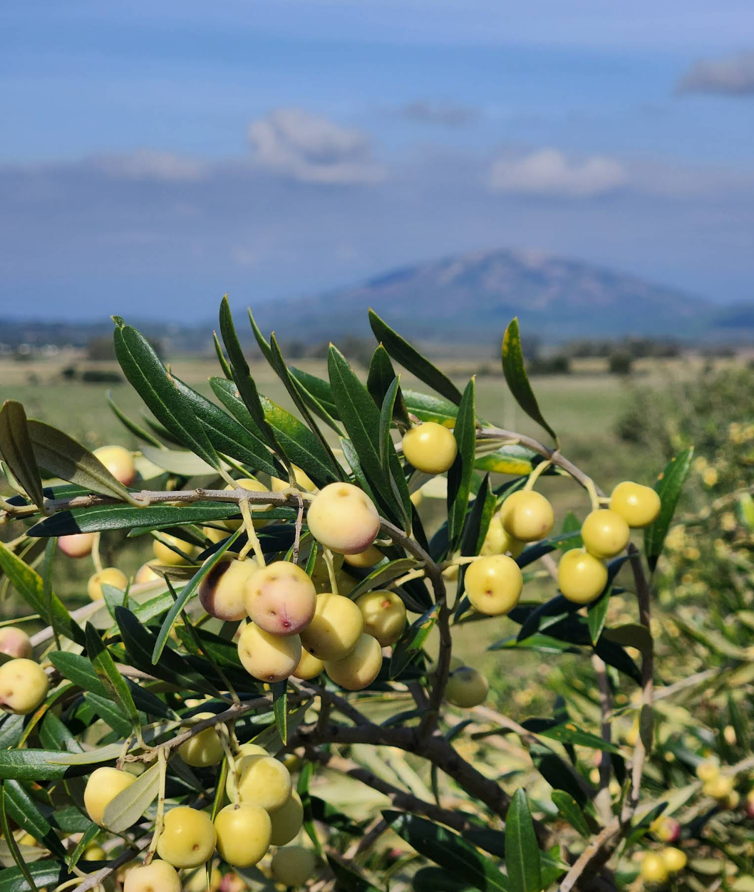 Captura de Pantalla 2025-12-19 a la(s) 12.08.42