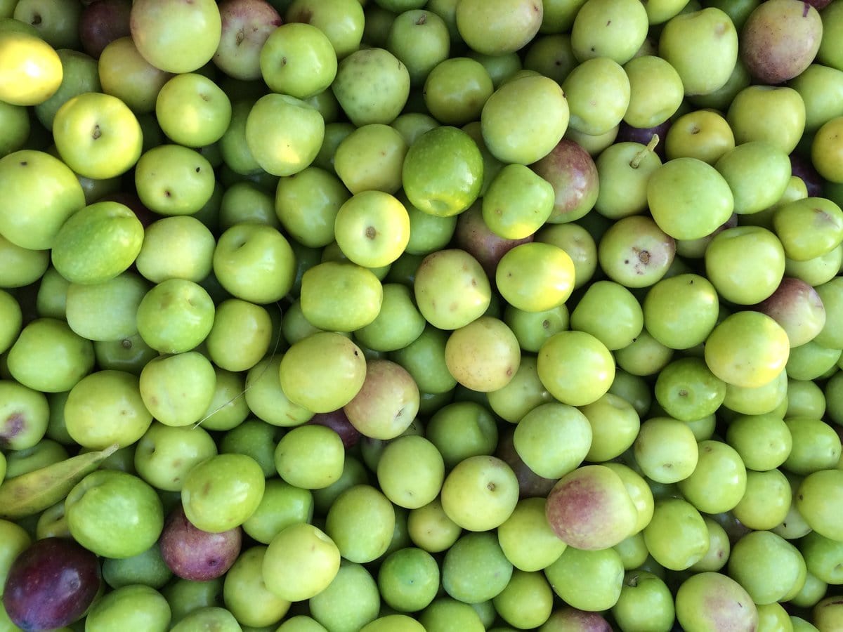 olivos23-min
